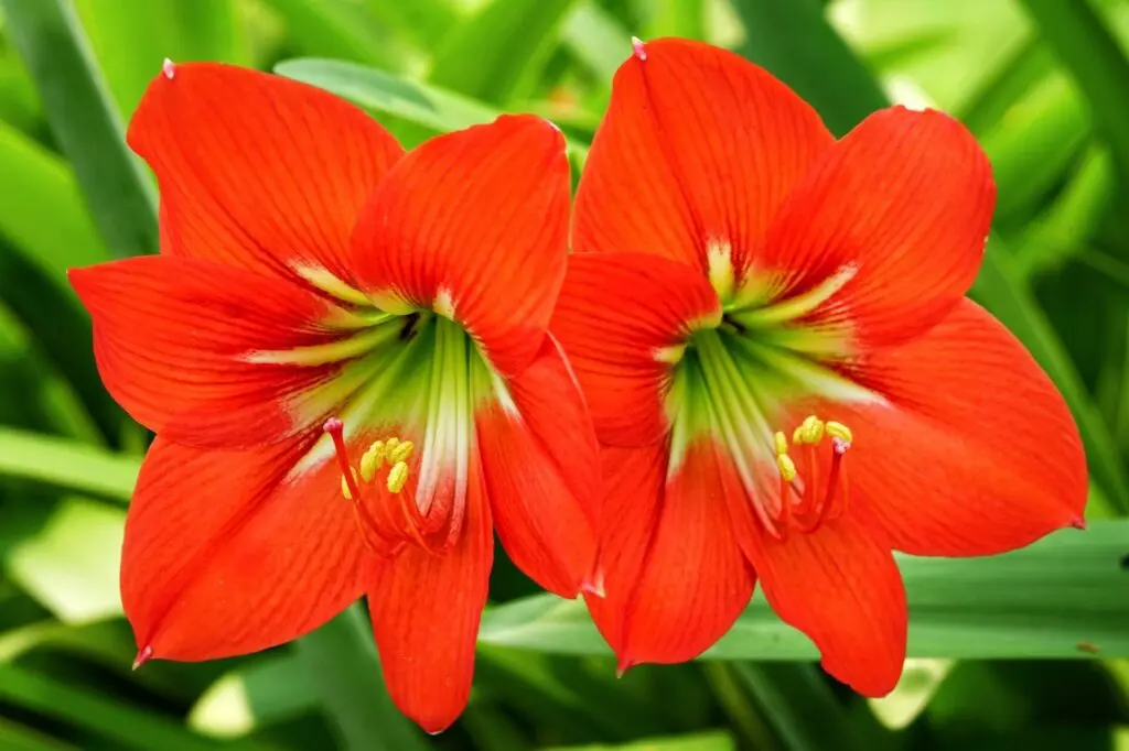 Rote Blüte im Andromeda Botanischer Garten auf Barbados 