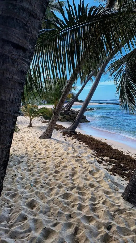 Strand mit türkisem Meer und Palmen auf Barbados
