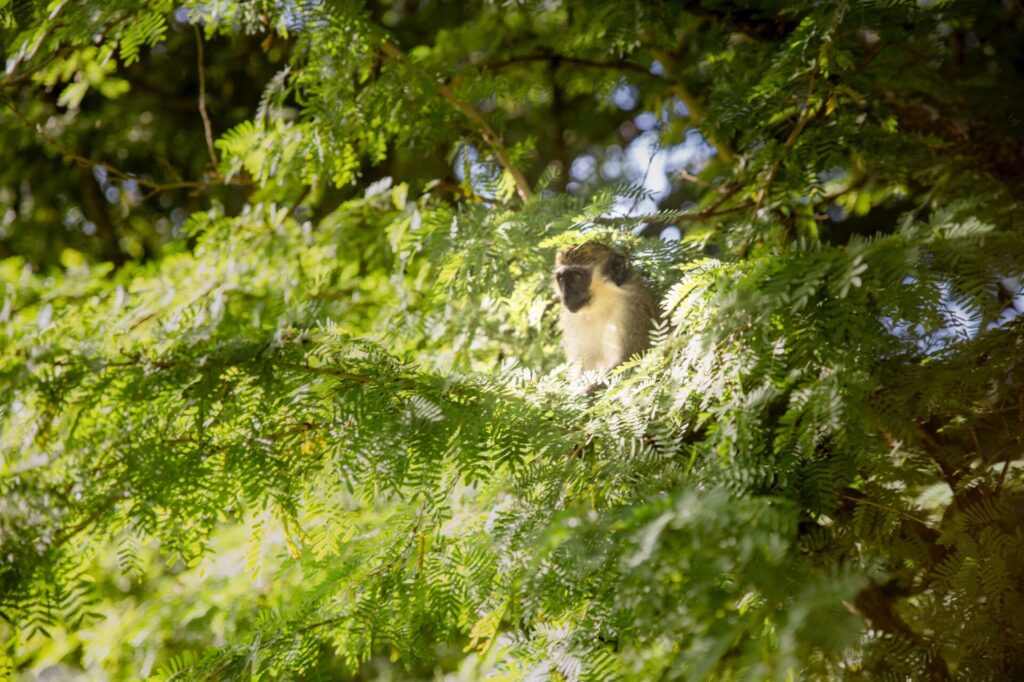 Affe sitzt auf Baum im Wildlife Reserve auf Barbados 