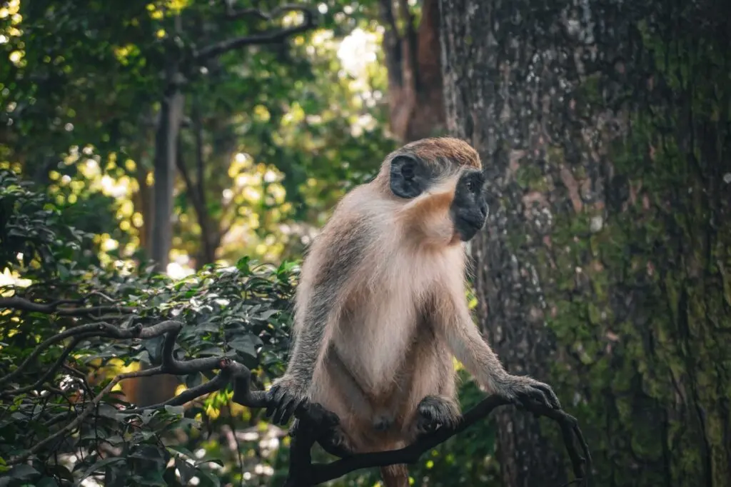 Affe sitzt auf Baum im Wildlife Reserve auf Barbados 