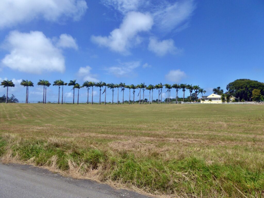 Plantagen-Zufahrt mit Palmen auf Barbados 