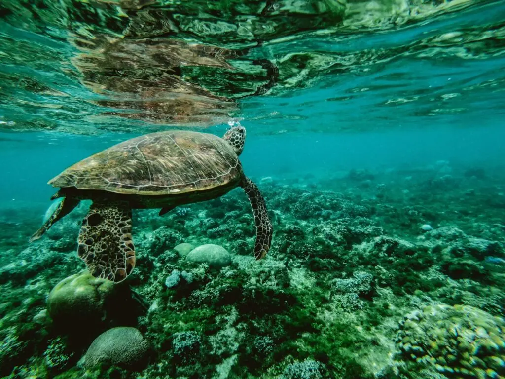 Große Schildkröte im Meer auf Barbados 