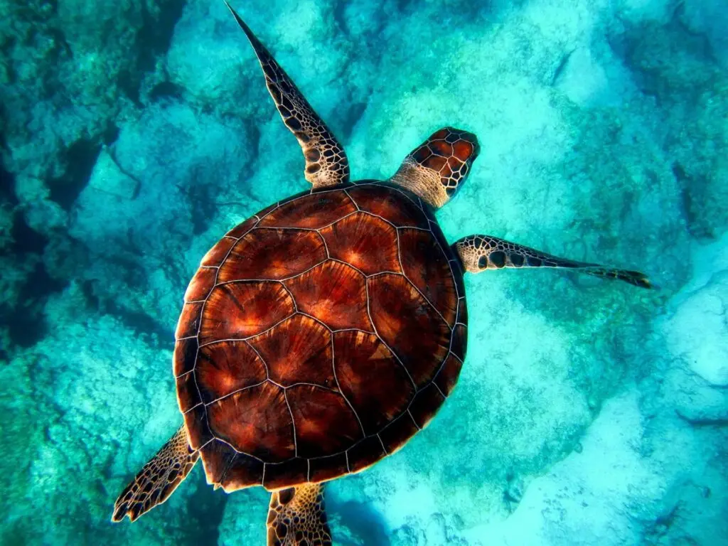 Große Schildkröte im Meer auf Barbados 