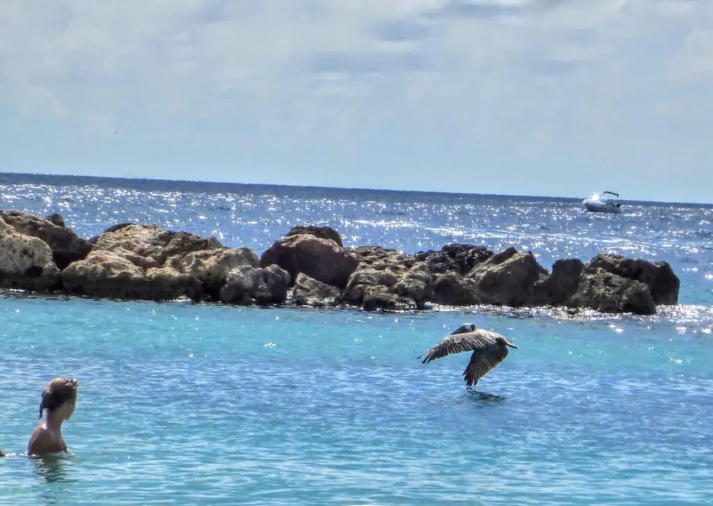 Pelikan fliegt übers Wasser