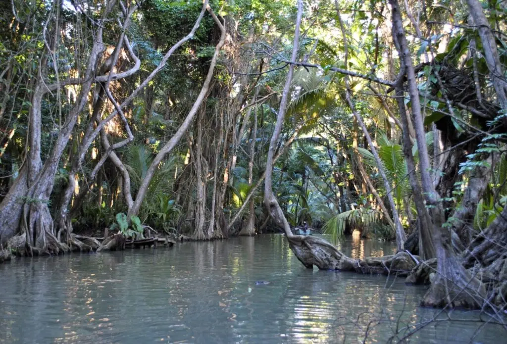 Mangrove in Roaeau Dominica