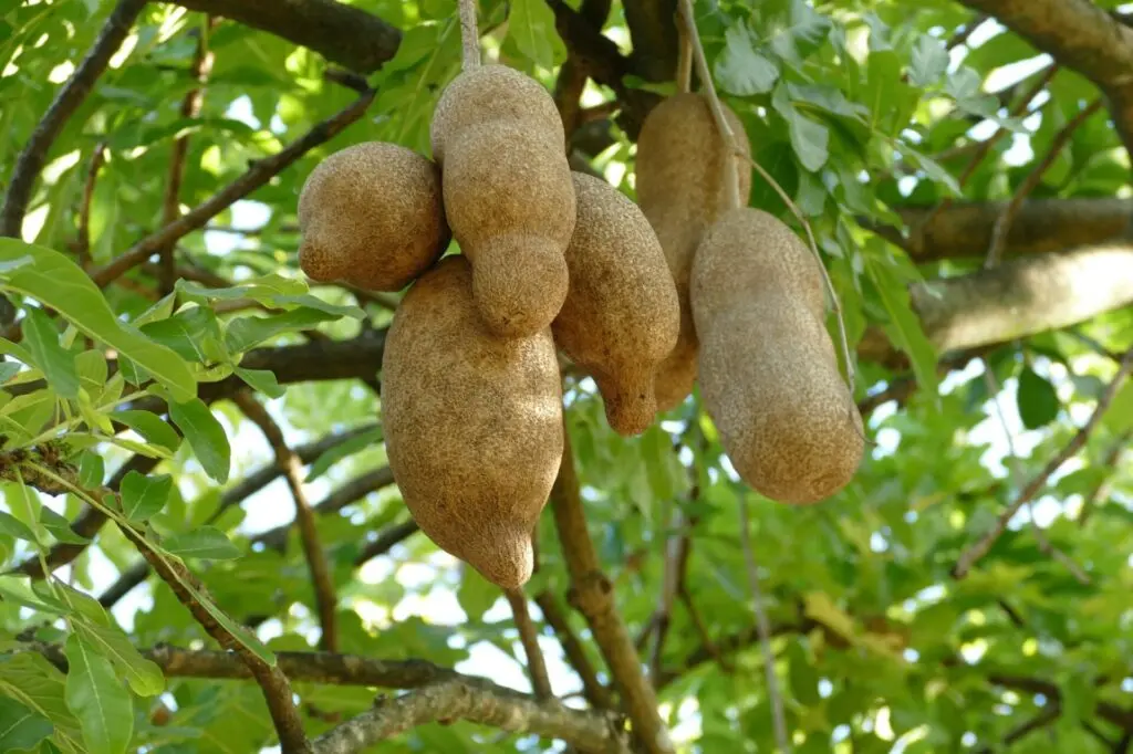 Früchte im Botanischer Garten Roseau, Dominica