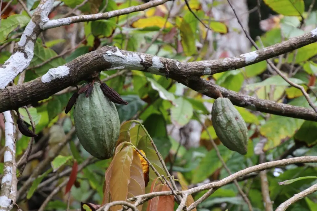 Früchte im Botanischer Garten Roseau, Dominica