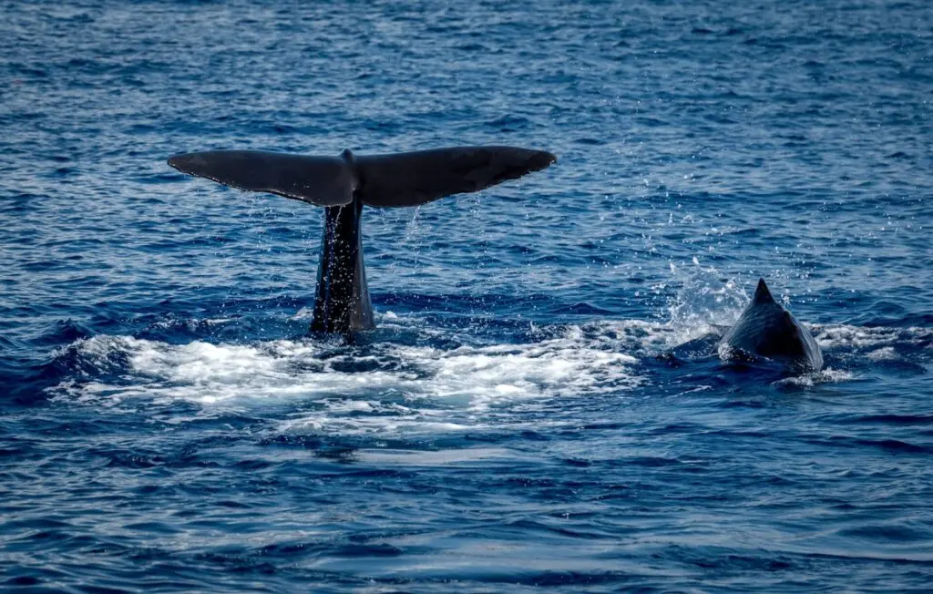 Walflosse im Meer in der Karibik