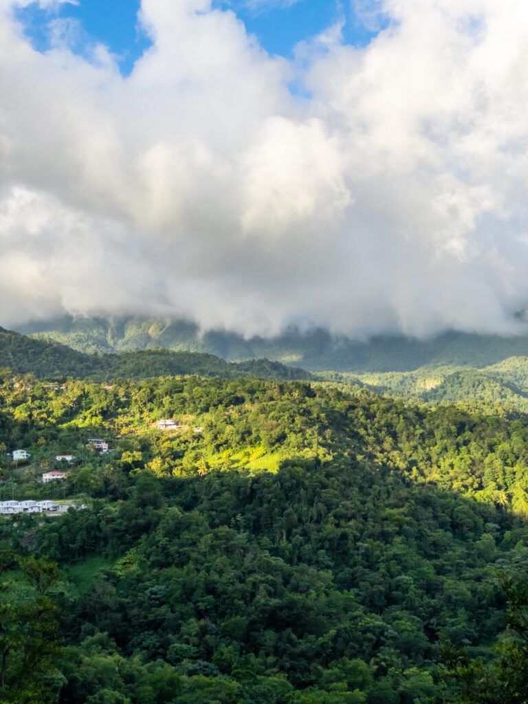 Blick in den Dschungel in Dominica Roseau
