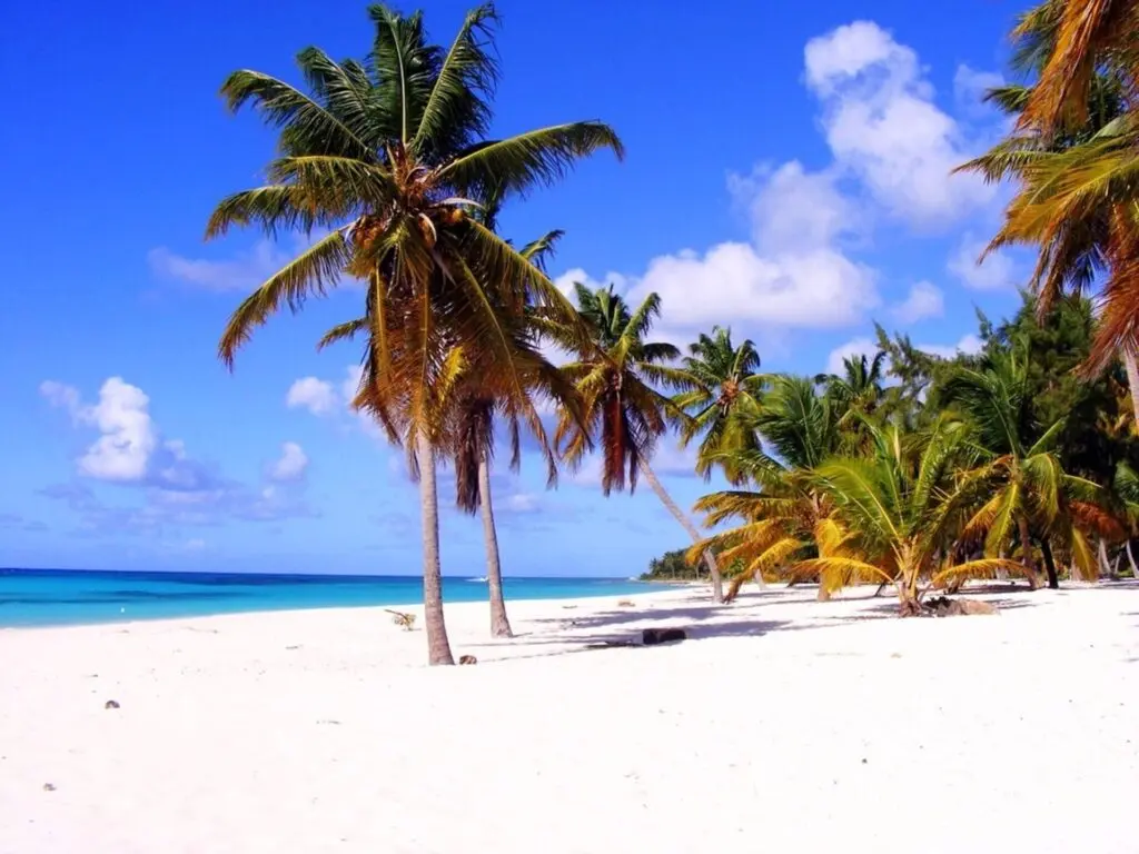 Palmen am Stran din Dominica Roseau