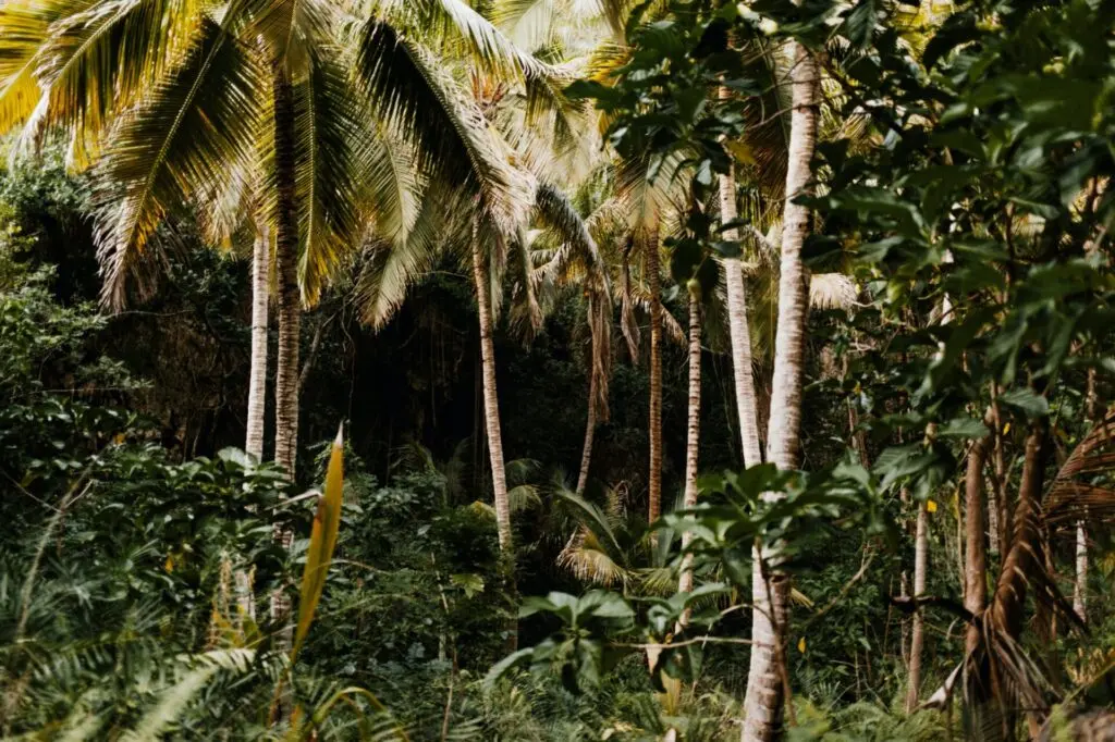 Palmen und Bäume in Dominica Roseau