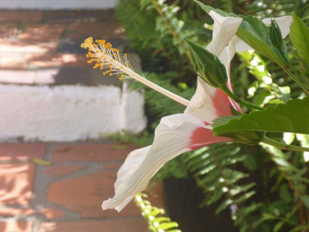 Karibik St. Lucia Castries Berge Natur Botanischer Garten