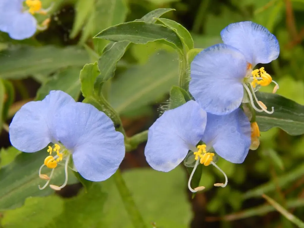 Karibik St. Lucia Castries Berge Natur Botanischer Garten