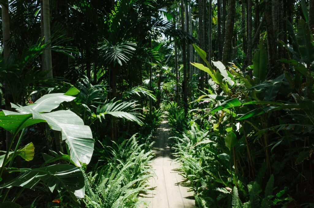 Karibik St. Lucia Castries Natur Berge Wald