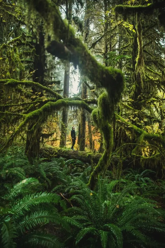 Karibik St. Lucia Castries Natur Berge Wald
