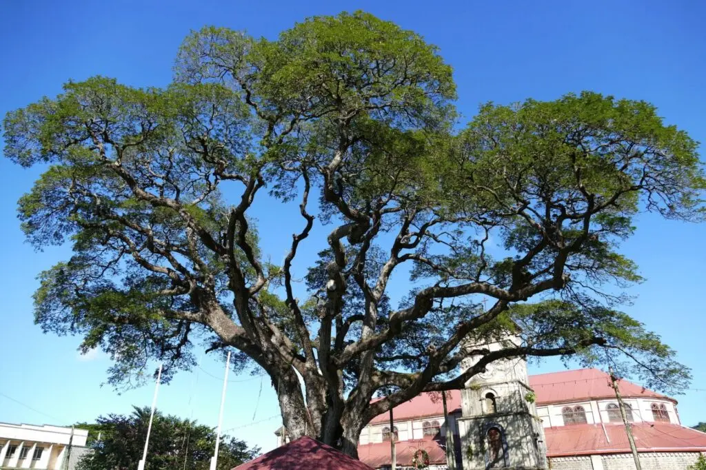 Karibik St. Lucia Castries Zentrum 