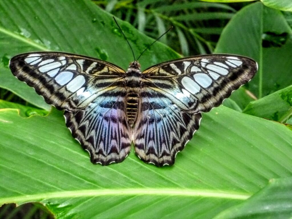 Bunter Schmetterling auf der Schmetterlingsfarm in Philipsburg St. Maarten