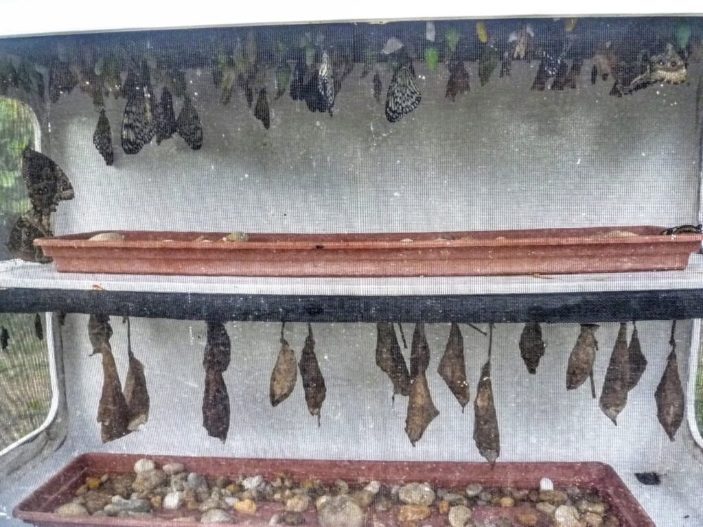 Schmetterling Puppen auf der Schmetterlingsfarm in Philipsburg St. Maarten 