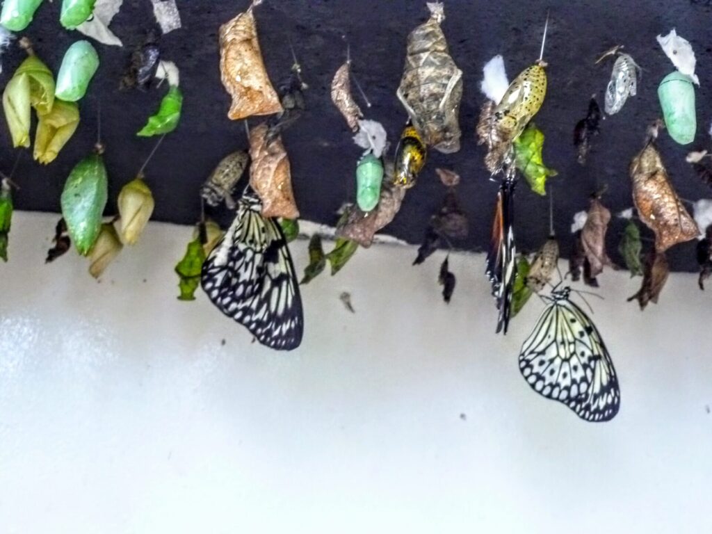 Schmetterling Puppen auf der Schmetterlingsfarm in Philipsburg St. Maarten 