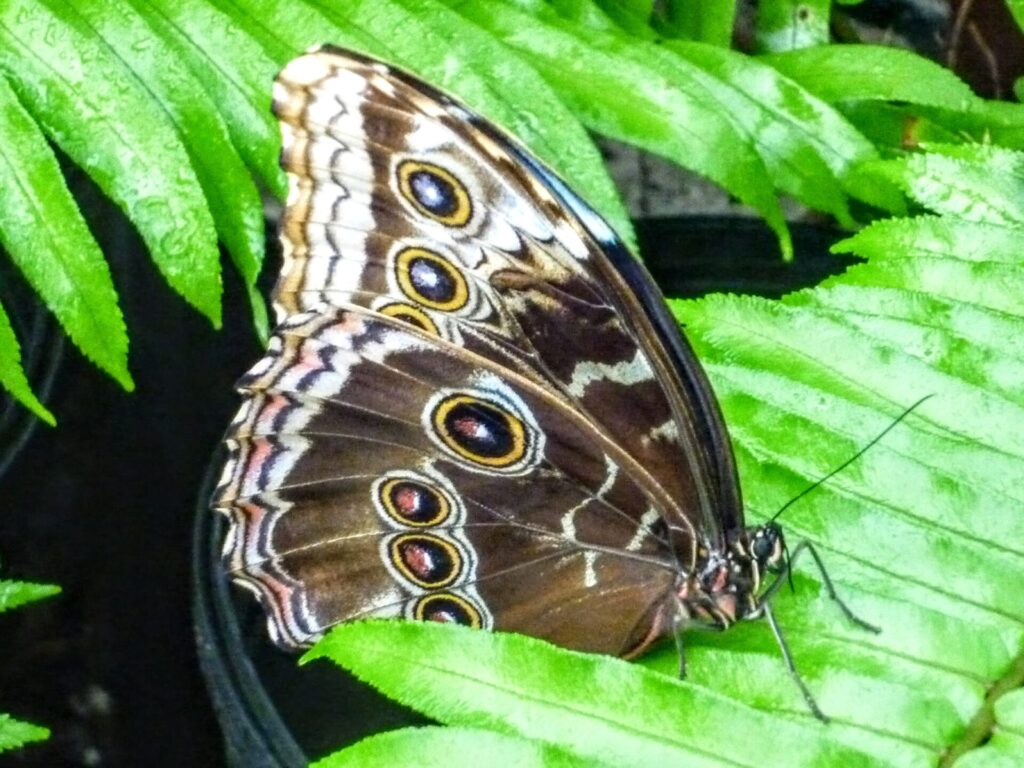 Schmetterling mit geschlossenen Flügel auf der  Schmetterlingsfarm in Philipsburg St. Maarten 