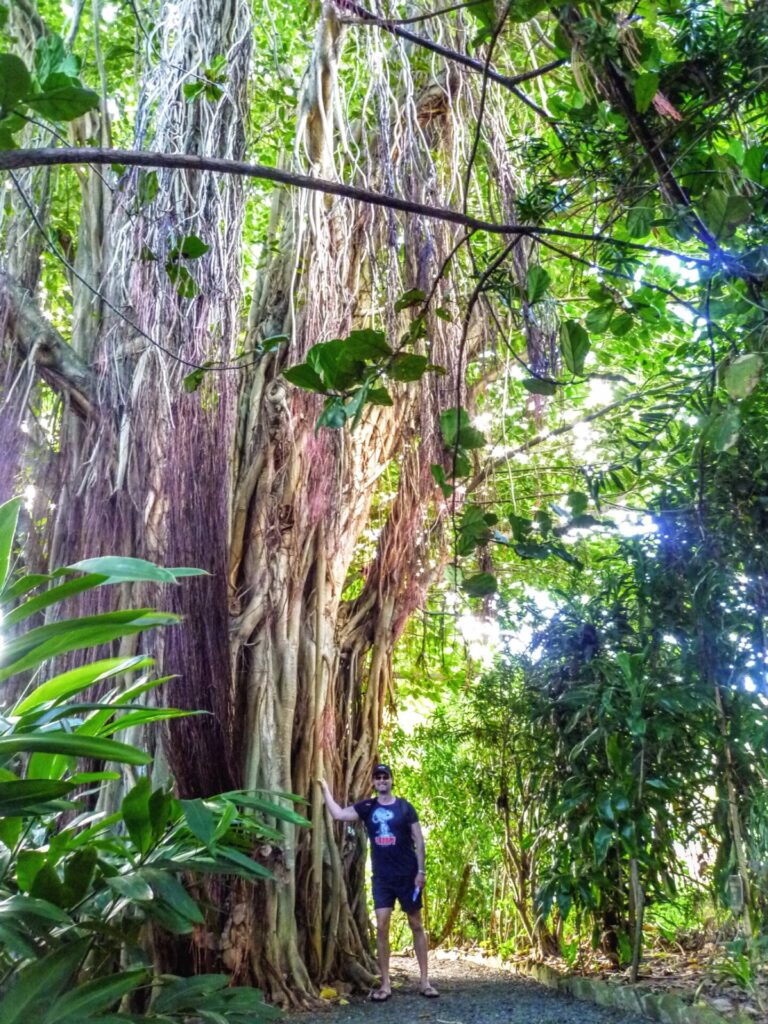 Großer Baum mit Mann im botanischen Garten in Road Town Tortola