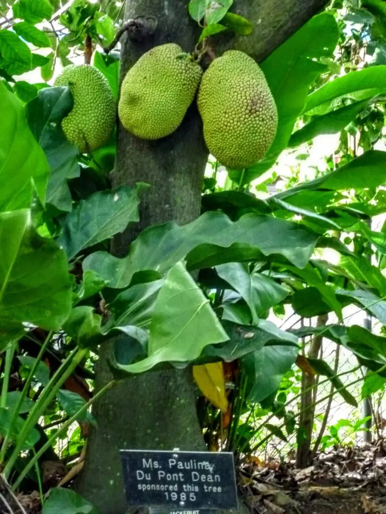 Karibische Frucht am Baum in Tortola