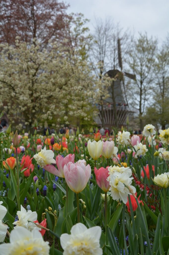 Tulpenfeld in Keukenhof