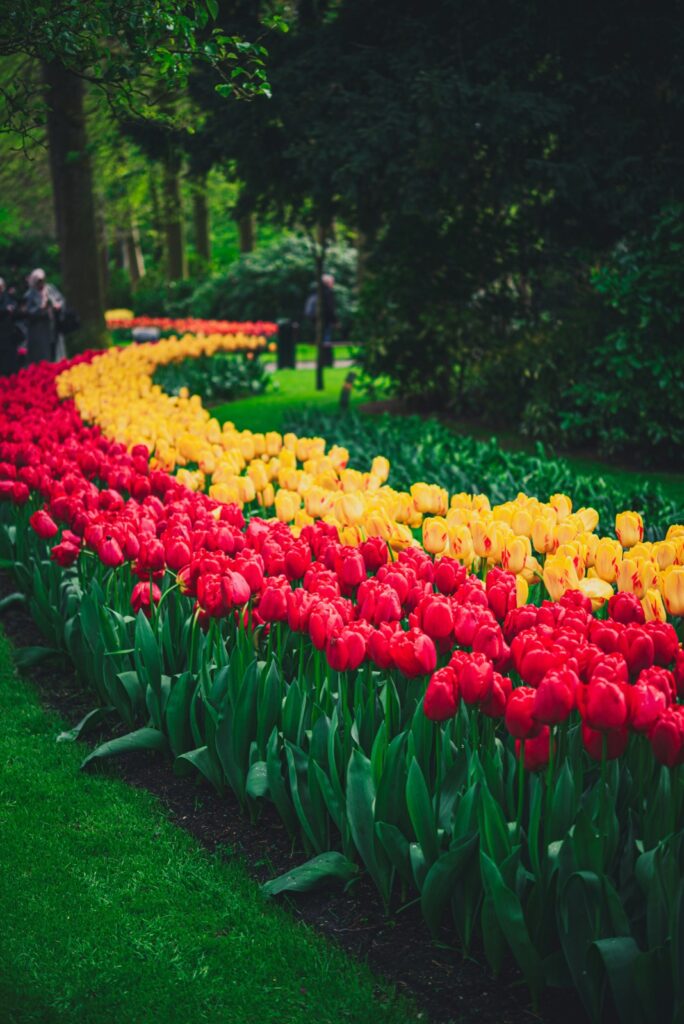 Tulpenfeld in Keukenhof