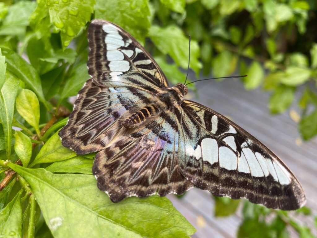 Bunter Schmetterling auf einem Blatt in Aruba