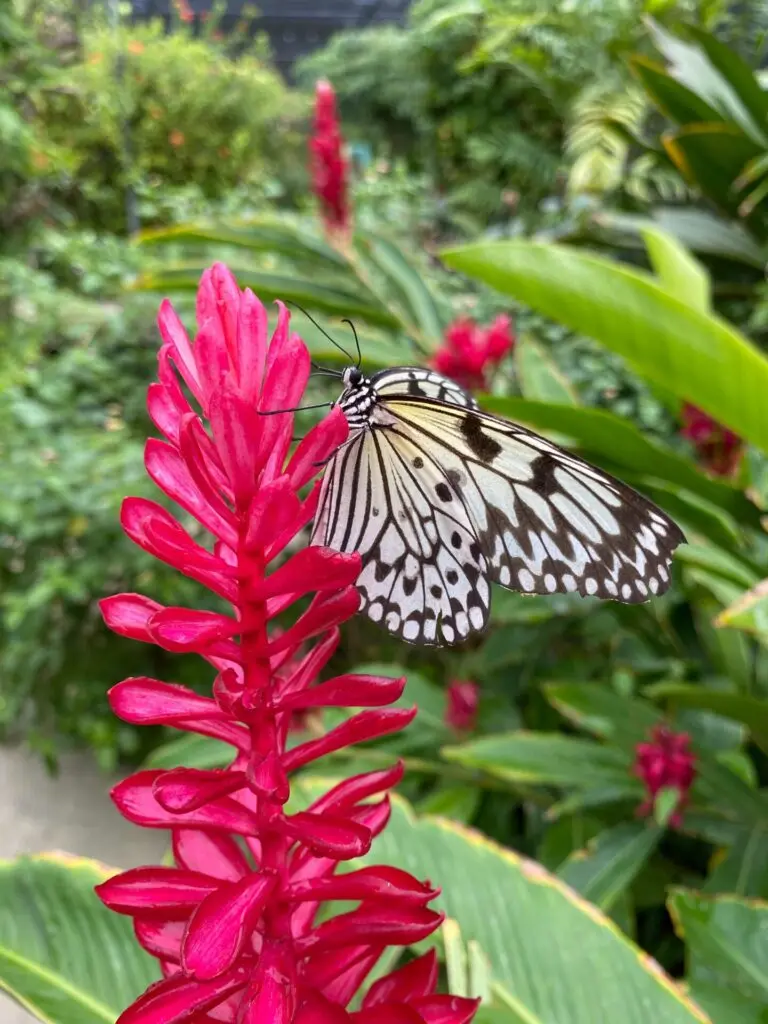 Bunter Schmetterling auf einer roten Blüte in Aruba