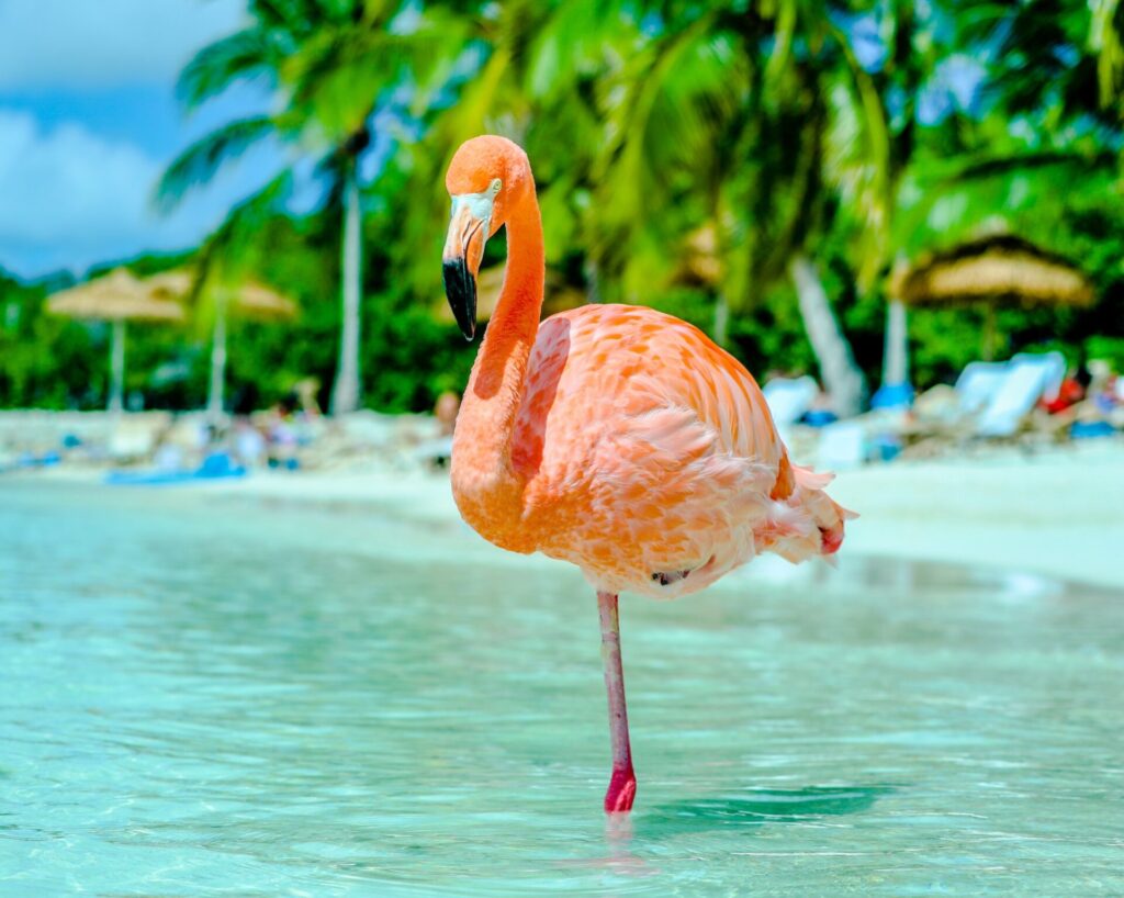 Flamingo im Meer auf Aruba