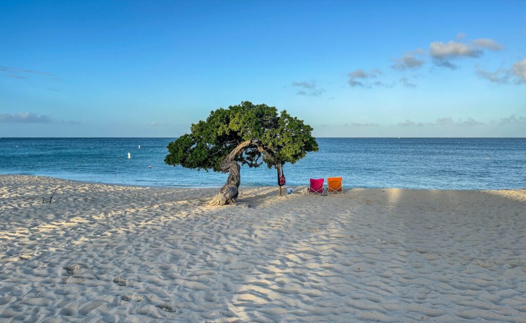 Karibik Aruba Oranjestad Strand Meer Divi Divi Baum