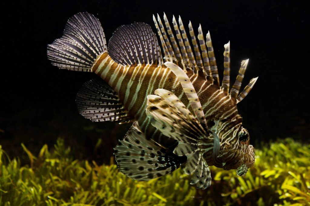 Fisch