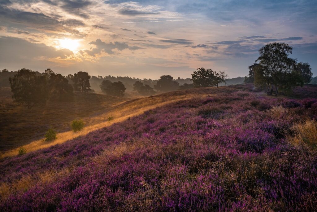 Lüneburger Heide
