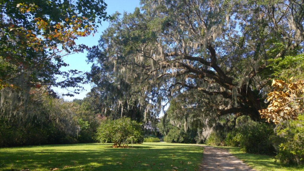 Baumallee im Charleston Magnolia Plantation & Gardens