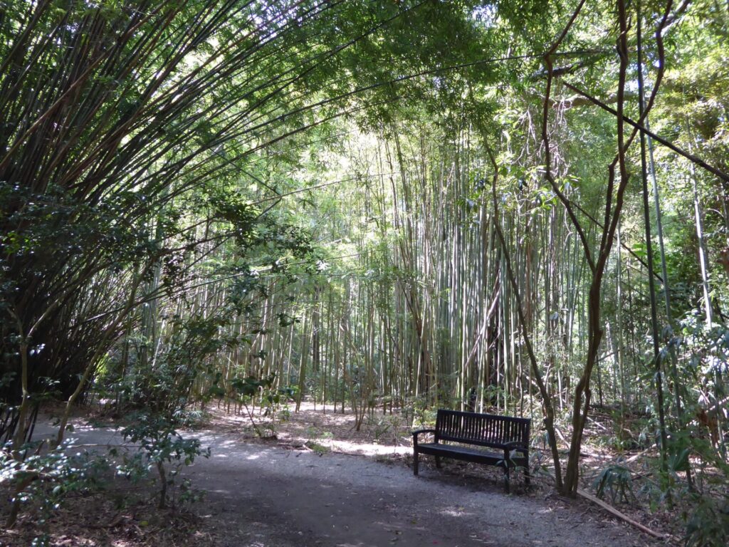 Bambusweg im Charleston Magnolia Plantation & Gardens