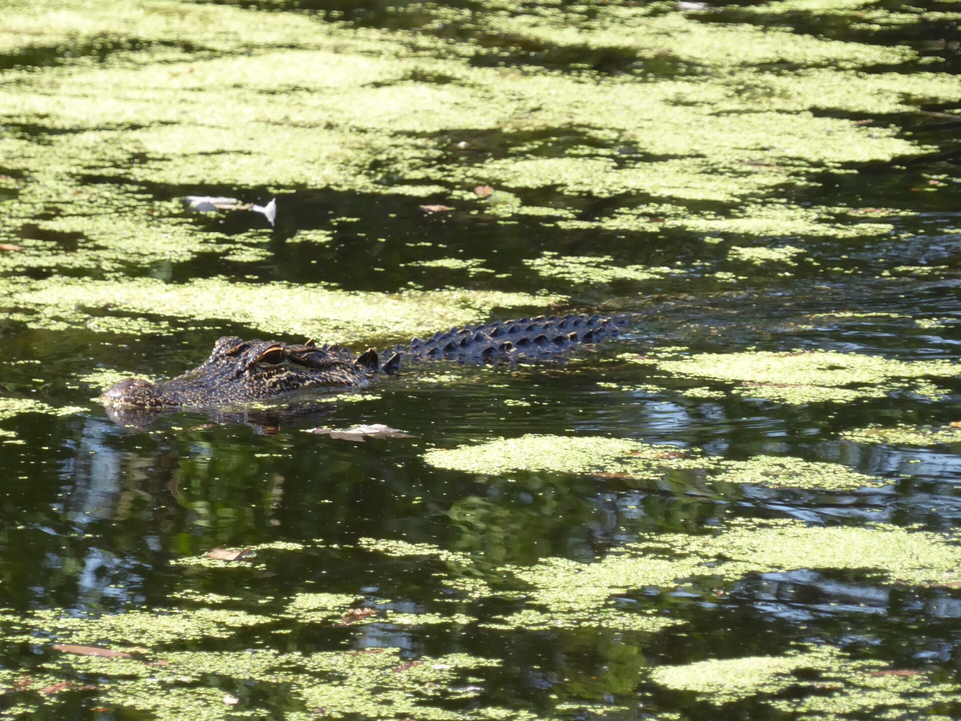 Krokodil im See im Charleston Magnolia Plantation & Gardens