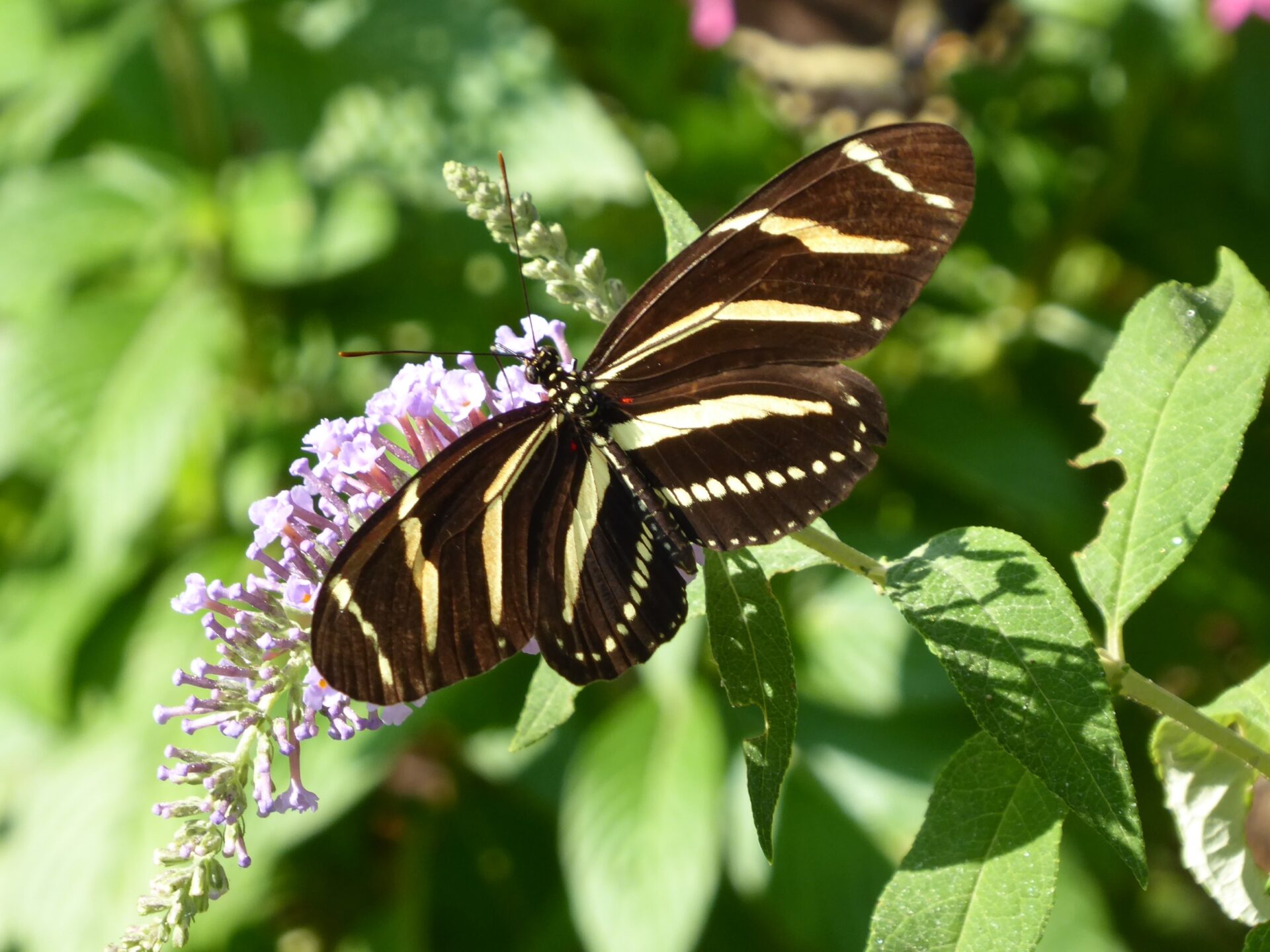 Schmetterling im Charleston Magnolia Plantation & Gardens