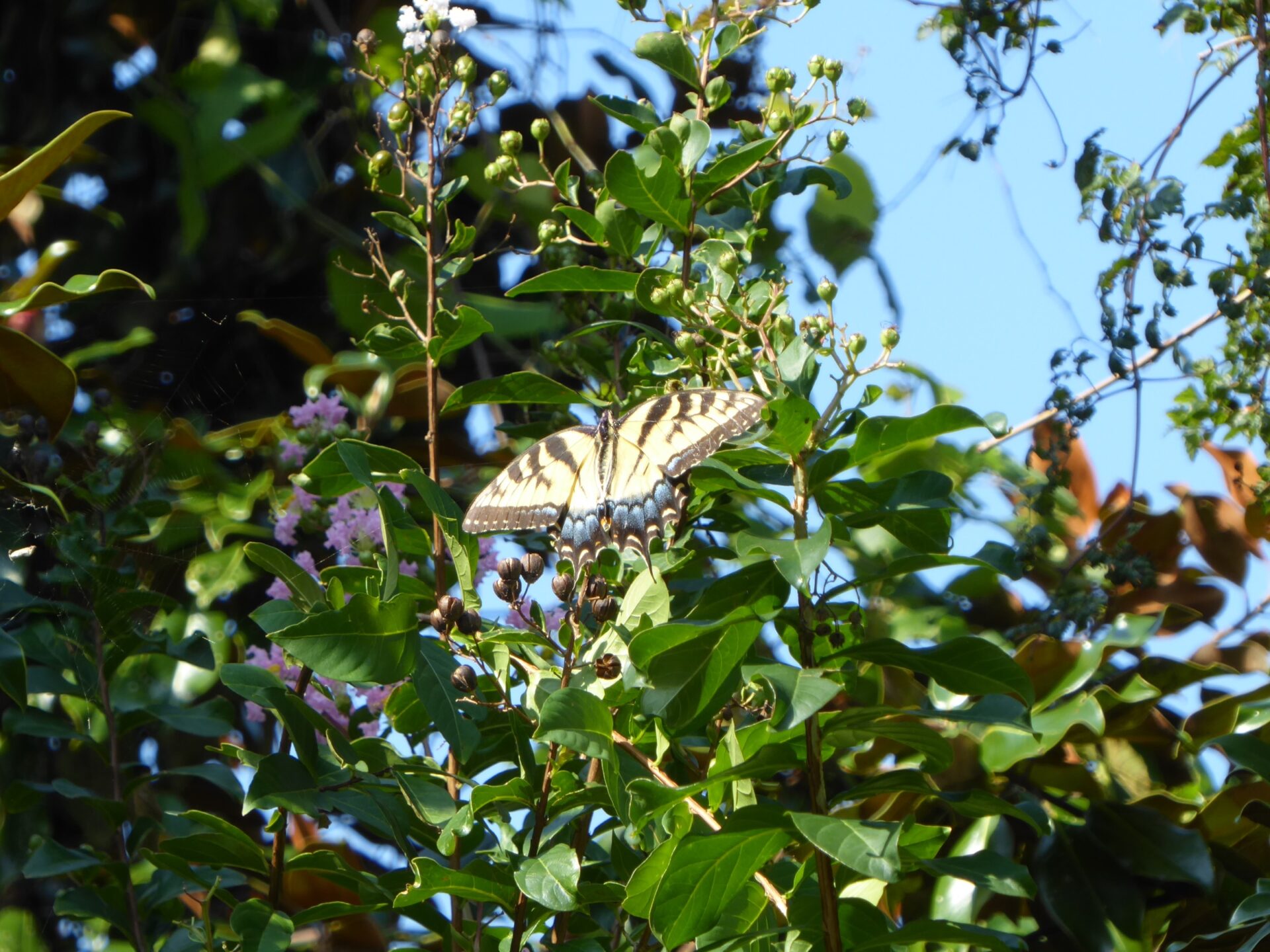 Schmetterling im Charleston Magnolia Plantation & Gardens