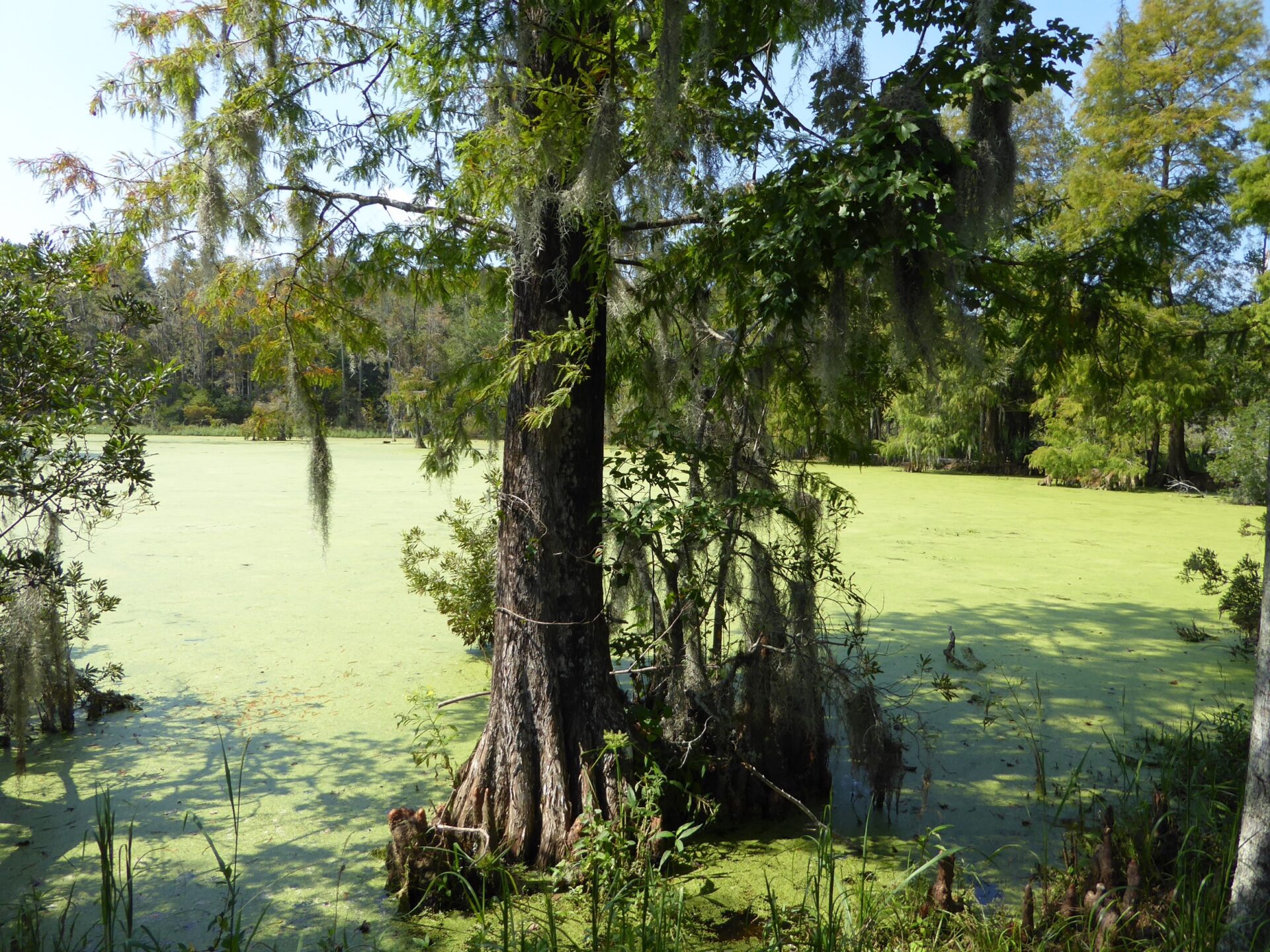 Sumpf im Charleston Magnolia Plantation & Gardens