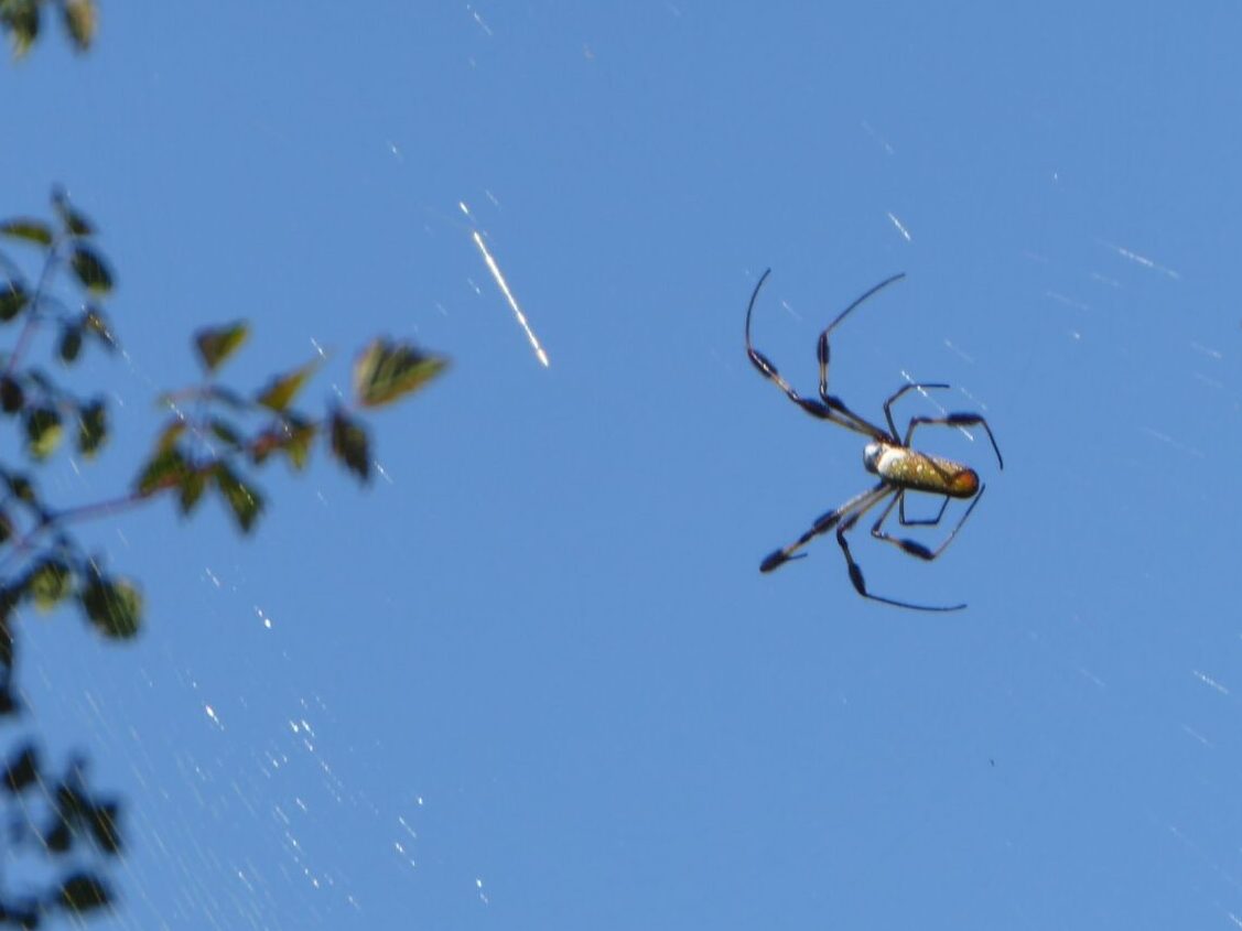 Spinne im Charleston Magnolia Plantation & Gardens