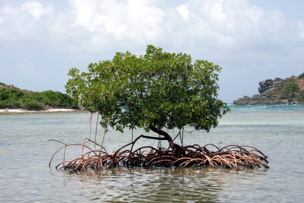 Mangrovenbaum im Meer in Road Town Tortola