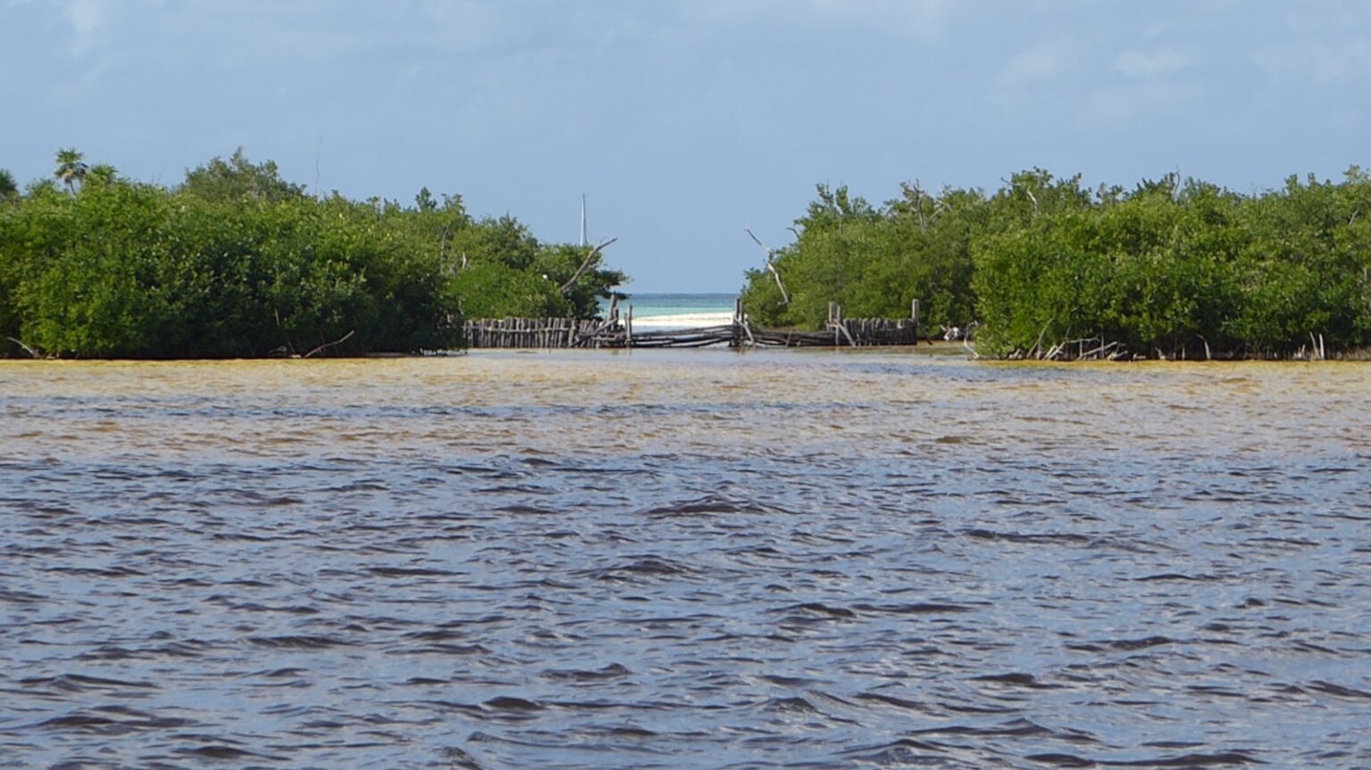Blick auf Meer und Mangroven Roatan