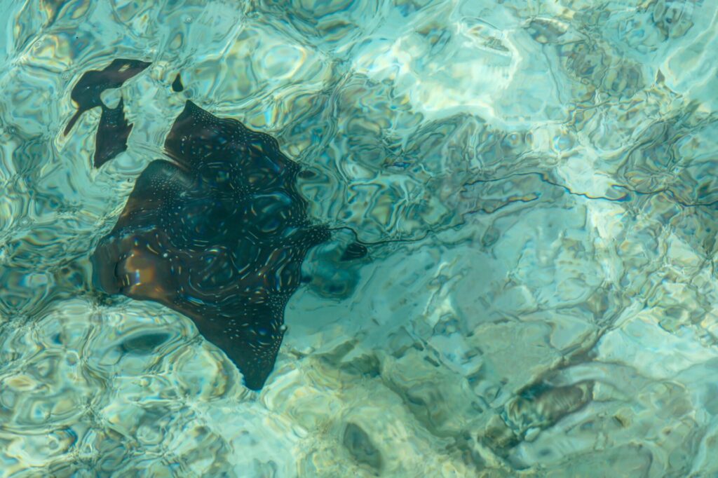 Stachelrochen im Meer in St. Johns auf Antigua