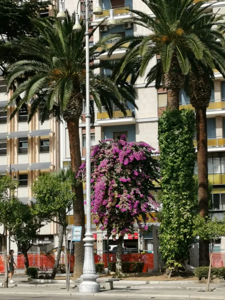 Palemn und Blumen in Bari