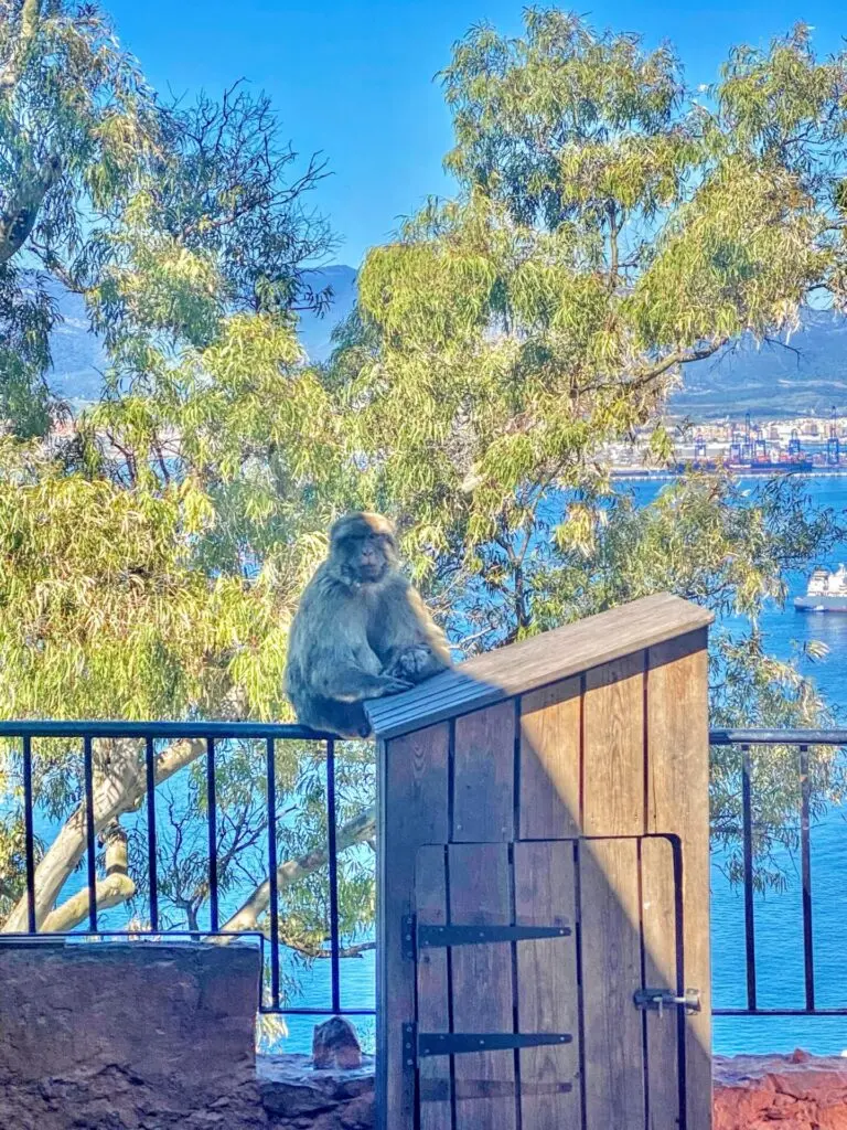 Berberaffe sitzt auf einer Mauer auf dem Upper Rock in Gibraltar