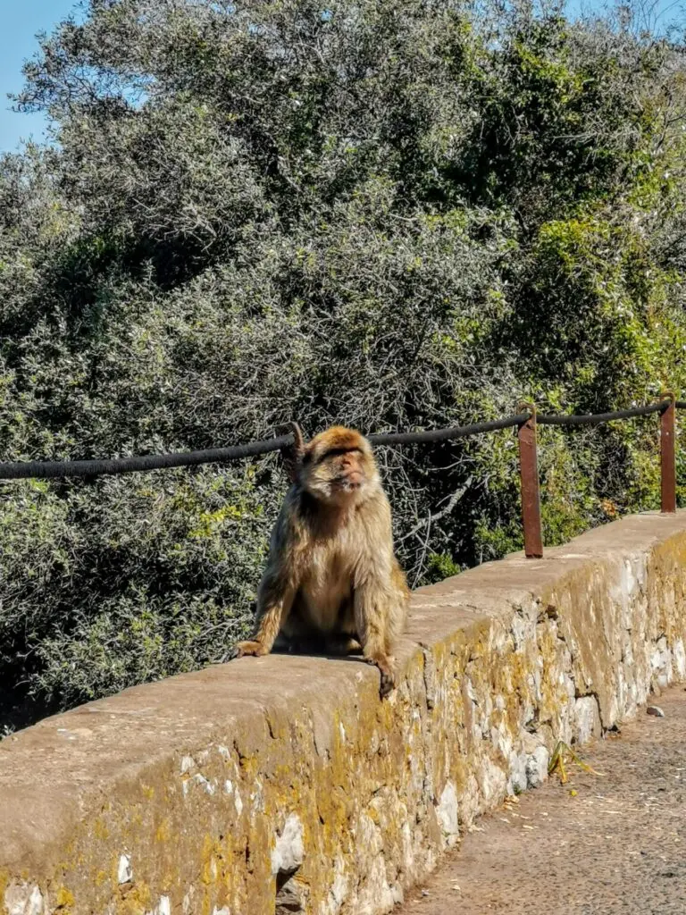 Berberaffe sitzt auf einer Mauer auf dem Upper Rock in Gibraltar