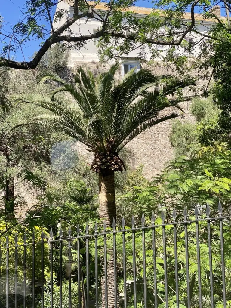 Palme im Garten mit Zaun in Gibraltar