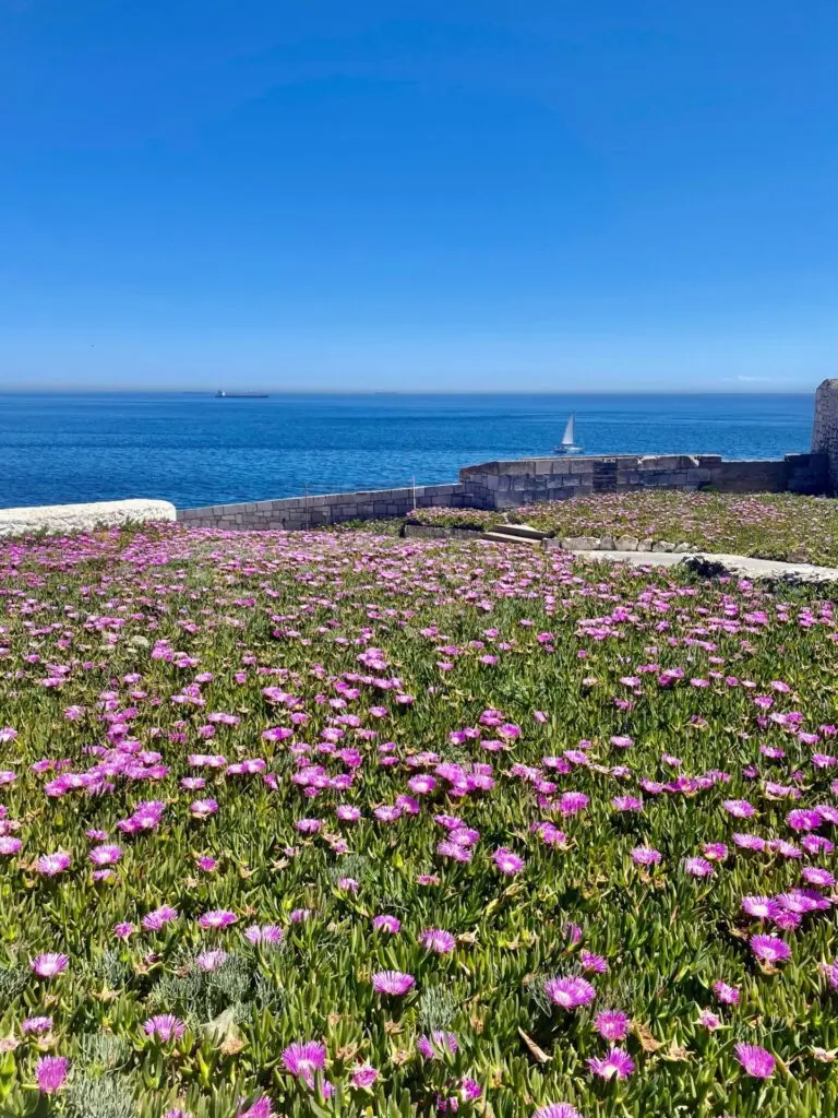 Blumenwiese mit lila Blumen am Europa Point in Gibraltar