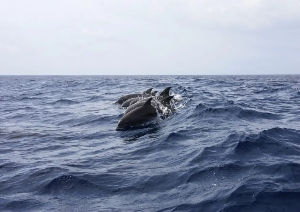 Delfine schwimmen im Meer 
